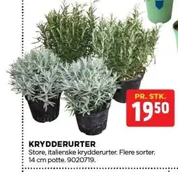 jem & fix KRYDDERURTER tilbud