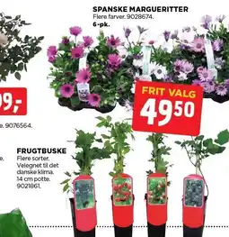 jem & fix SPANSKE MARGUERITTER ELLER FRUGTBUSKE tilbud
