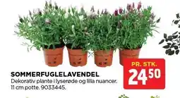 jem & fix SOMMERFUGLELAVENDEL tilbud