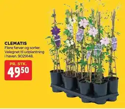 jem & fix CLEMATIS tilbud