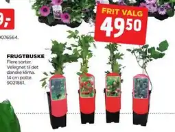 jem & fix FRUGTBUSKE tilbud