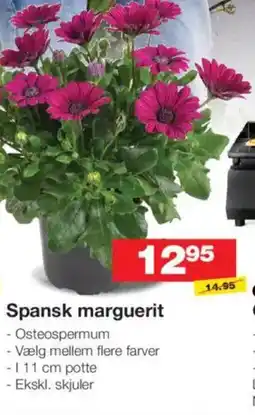 Bauhaus Spansk marguerit tilbud