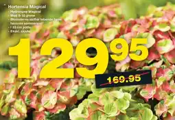 Bauhaus Hortensia magical tilbud