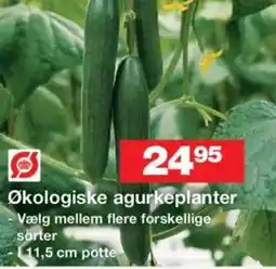 Bauhaus Økologiske agurkeplanter tilbud