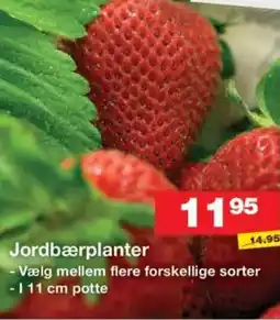 Bauhaus Jordbærplanter tilbud