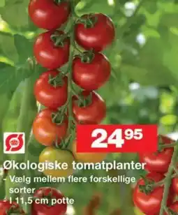 Bauhaus Økologiske tomatplanter tilbud