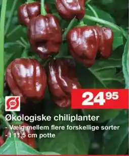 Bauhaus Økologiske chiliplanter tilbud