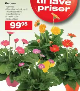 Bauhaus Gerbera tilbud