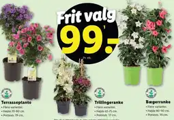 Lidl Terrasseplante, Trillingeranke eller Bægerranke tilbud