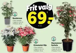 Lidl Bonderose, Orientalsk lilje eller Opstammet fuchsia tilbud