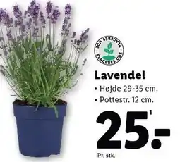 Lidl Lavendel tilbud
