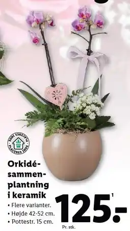 Lidl Orkidé-sammenplantning i keramik tilbud