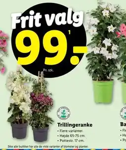 Lidl Trillingeranke tilbud