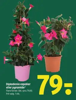 Coop 365 Dipladenia espalier eller pyramide tilbud