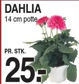 ABC Lavpris DAHLIA tilbud