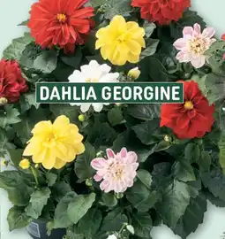 REMA 1000 Dahlia georgine tilbud