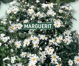 REMA 1000 Marguerit tilbud