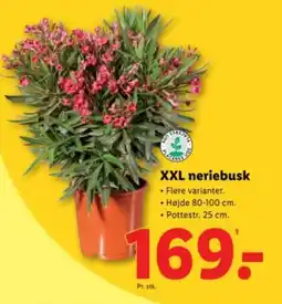 Lidl Xxl neriebusk tilbud