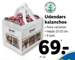 Lidl Udendørs kalanchoe tilbud