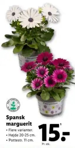 Lidl Spansk marguerit tilbud
