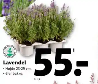 Lidl Lavendel tilbud
