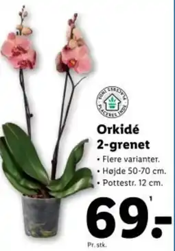 Lidl Orkidé 2-grenet tilbud
