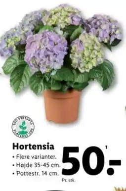Lidl Hortensia tilbud