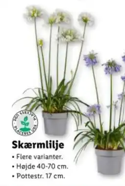 Lidl Skærmlilje tilbud