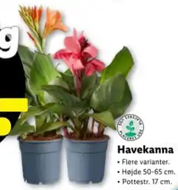 Lidl Havekanna tilbud