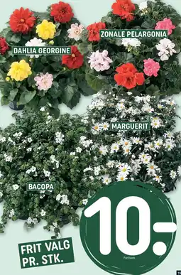 REMA 1000 Bacopa. Marguerit, Zonale pelargonia eller Dahlia georgine tilbud