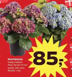Kvickly Hortensia tilbud