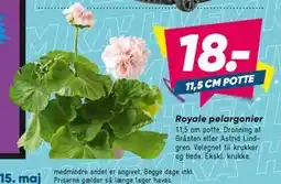 Bilka Royale pelargonier tilbud