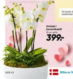 Bilka Orkidé i keramikskål tilbud
