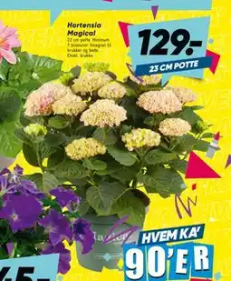 Bilka Hortensia Magical tilbud