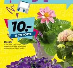 Bilka Dahlia tilbud