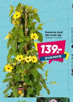Bilka Susanne med det sorte øje tilbud