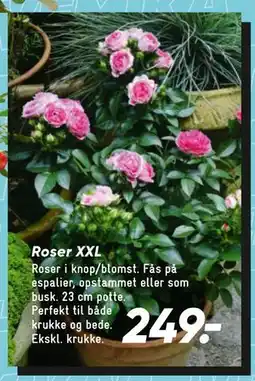 Bilka Roser XXL tilbud
