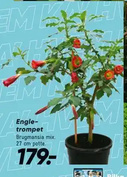 Bilka Engletrompet tilbud
