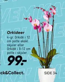 Bilka Orkideer tilbud