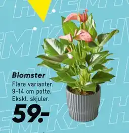 Bilka Blomster tilbud