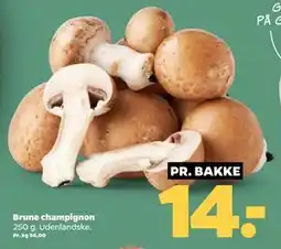 Netto Brune champignon tilbud