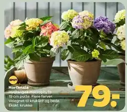 Netto Hortensia tilbud