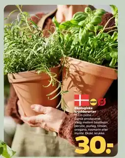 Netto Økologiske krydderurter tilbud