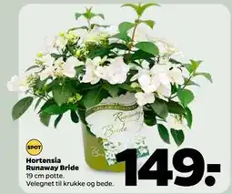 Netto Hortensia Runaway Bride tilbud