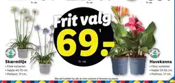 Lidl Skærmlilje eller Havekanna tilbud