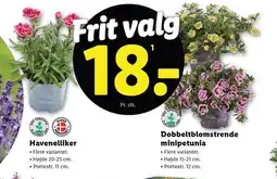 Lidl Havenelliker eller Dobbeltblomstrende minipetunia tilbud