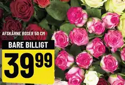 Løvbjerg AFSKÅRNE ROSER 50 CM tilbud
