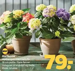 Netto Hortendsia tilbud