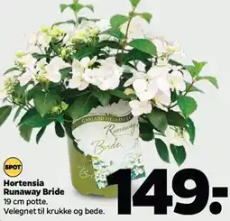 Netto Hortendia Runaway Bride tilbud