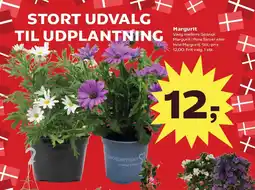 SuperBrugsen Margurit tilbud